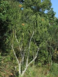 Image result for Aloidendron