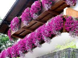 La ceropegia woodii o collar de corazones , por ejemplo, puede pasar perfectamente gran parte de la. 8 Ideas De Flores Del Balcon Flores Del Balcon Jardines Jardineria En Macetas