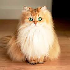 Maybe you would like to learn more about one of these? Most Popular Internet Cat Contest