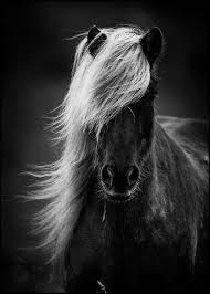 400 native american indian horse names. Indian Horse Names