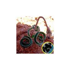 Image result for Dipcadi rigidifolium