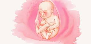 Semana 26 De Embarazo Cuantos Meses Son Posicion Del Bebe