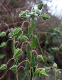 Image result for Trichodesma zeylanicum