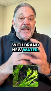 What Does 'Aged Water' Mean?, Neon Tetras, those tiny bursts of color, can  be a little picky about their environment., Surprisingly, they prefer aged  aquarium water over fresh tap water., If you’re ...