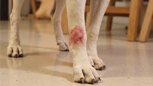 Image result for hotspot dogs