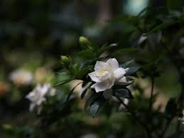 We did not find results for: How To Plant Grow And Care For Gardenia Flower Successfully Florgeous
