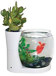 Cat trapped underwater in fish bowl | fish tank review 72. Top 5 Coolest Fish Bowls Of 2018