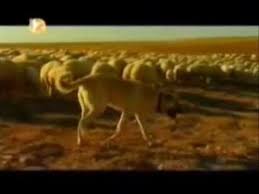 Kangal Kopek Belgeselleri Kangal Kopekleri Hakkinda Belgeseller Kangal Kopekleri Hakkinda Bilgiler