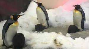 Phillip island, penguin parade and moonlit sanctuary conservation park from melbourne. King Penguin Chicks Debut At Melbourne Aquarium