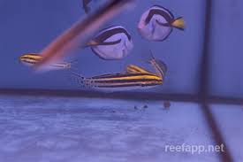 Fish in the genus meiacanthus have small venomous teeth, used to defend against larger fish, which in turn will avoid them in an aquarium. Meiacanthus Grammistes