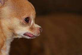 Maybe you would like to learn more about one of these? Hd Wallpaper Selective Focus Photography Of Tan Chihuahua Puppy Purebred Wallpaper Flare