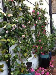 My Mother S Camellias Laetitia Maklouf Wall Climbing Plants Climbing Plants Plants