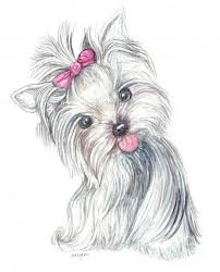 Yorkie Puppy Poster By Morgan Fitzsimons Puppy Art Yorkie Dogs Dog Art Celebrate the 60th anniversary of the world's favorite drawing toy with etch a sketch! yorkie puppy poster by morgan