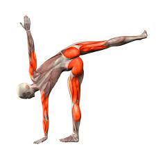 Half moon pose is a standing balancing pose. Half Moon Pose Anatomy Anita Goa