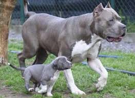 Here is another great example of a well thought out professional blog about bandogs (what's a bandog you say? Bandog Europe Bandog Breed Dog Breeders Gallery