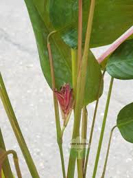 Image result for Marantochloa congensis