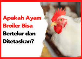 Check spelling or type a new query. Apakah Ayam Broiler Bisa Bertelur Dan Bisa Ditetaskan