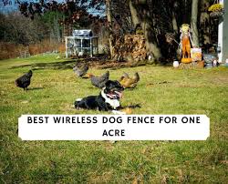 The invisible dog fence uses signals to work. Best Wireless Dog Fence For 1 Acre Top 6 Picks 2021 We Love Doodles