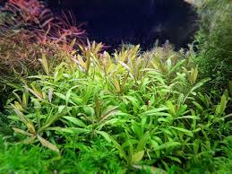 Image result for Limnophila indica