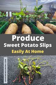 The Definitive Guide On How To Grow Sweet Potato Slips Uk Here We Grow In 2020 Growing Sweet Potatoes Sweet Potato Slips Sweet Potato Plant