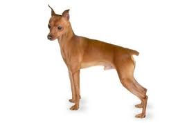 Miniature Pinscher Dog Breed Information Pictures