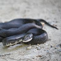 This is the largest snake that i have seen in my yard so far. Snakes Found In Your Backyard