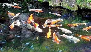 Terlebih jika suhu airnya hangat seperti yang ada pada kolam spa maka sebaiknya minimal lakukan shock treatment sebanyak 2 kali dalam satu bulan. Mengatasi Kolam Ikan Koi Yang Berbusa