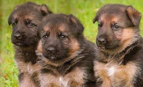 We did not find results for: German Dog Breeds German Culture