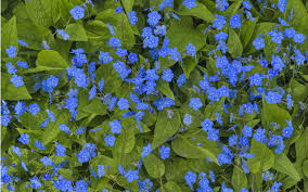¡los mejores fondos tumblr gratis para descargar! Imagenes Bonitas De Flores Azules Para Fondos De Pantalla Fondos Y Frases Bonitas