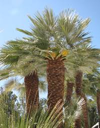 Image result for Chamaedorea microspadix