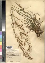 Image result for Loudetia kagerensis