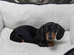 Our adorable mini dachshund puppies come in cream, black and tan, red, chocolate, dapple and piebald. Dachshund Dog Female Black Tan 2415023 Petland Racine Wi