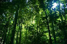 Plant diversity in tropical rain forests is very important. Longitude And Latitude Flashcards Quizlet