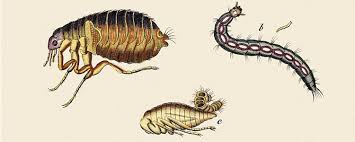 We did not find results for: 5 Idees Recues Sur Les Puces Centre D Aide Mamawax