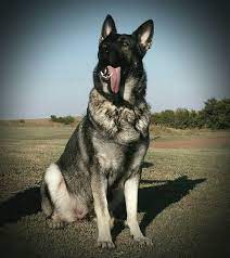 Gentle pets and strong watch dogs, gsds are noble, large, muscular dogs bred for their intelligence and working ability. Sable German Shepherd Puppies For Sale 2021 At Puppies Share Real Com