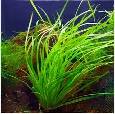 Image result for Cyperus spiralis