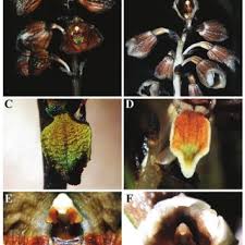 Image result for Gastrodia rwandensis