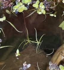 Image result for Wolffiella