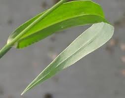 Image result for Echinochloa ugandensis