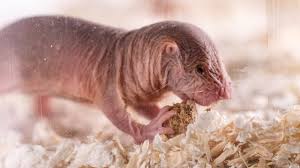 Maybe you would like to learn more about one of these? Naked Mole Rat Colonies Have Their Own Dialects Selected By Their Monarch Youtube