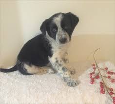 New and used items, cars, real estate, jobs, services, vacation rentals and more virtually anywhere in ontario. Border Collie Australian Shepherd Mix For Sale Holmesville Oh Male Ac Puppies Llc