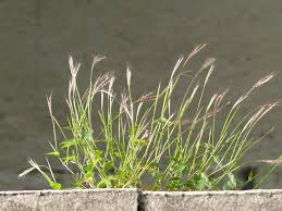 Image result for Arthraxon lancifolius