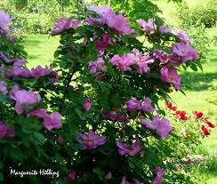 Marguerite Hilling Rose Photo Rose Photos Rose Photo