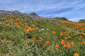 Hours may change under current circumstances Cactus Poppies Desert Wildflower Spring Nature Lancaster California Pikist
