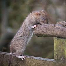 Pest Advice For Controlling Brown Rats