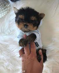 Teacup Yorkies For Sale In Usa Yorkie Puppy For Sale Yorkie Puppy Teacup Yorkie