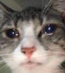 aglayan kedi 2021 kedi tumblr kizlari