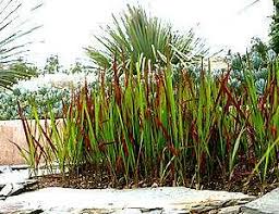 Image result for Imperata