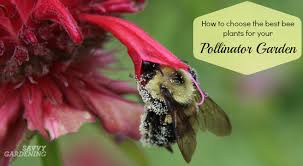 The bees are drawn to the plant's color and scent. Choosing The Best Bee Plants For A Pollinator Garden