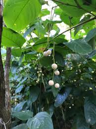 Image result for Marantochloa congensis